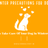 Winter Precautions for Dogs: Tips Take Care Of Your Dog In Winters