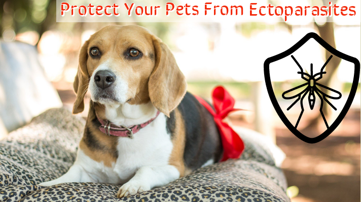 Protect your Pets from Ectoparasites